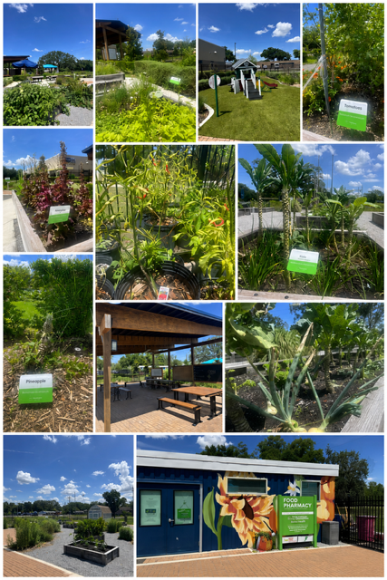 plants